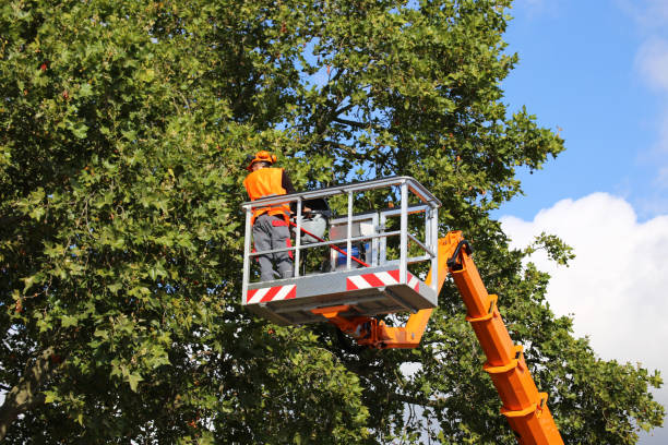 How Our Tree Care Process Works  in  Lake Shastina, CA